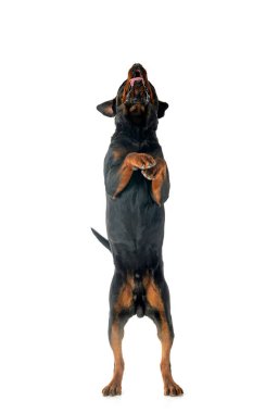 Beyaz arkaplan önünde safkan rottweiler