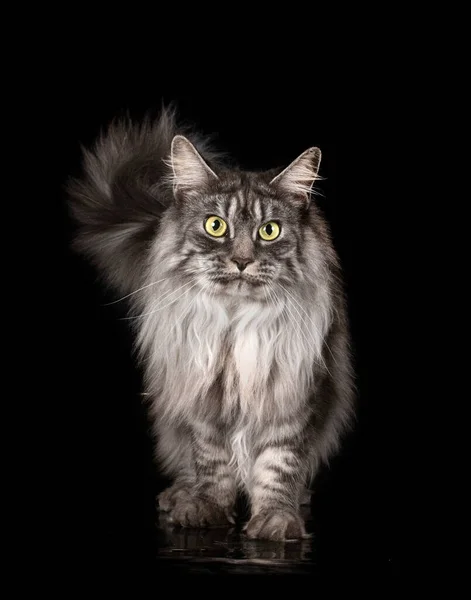 Stock image maine coon cat in front of black, background