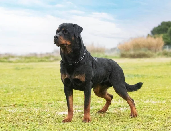 Νεαρός Rottweiler Που Διαμένουν Στη Φύση Καλοκαίρι — Φωτογραφία Αρχείου