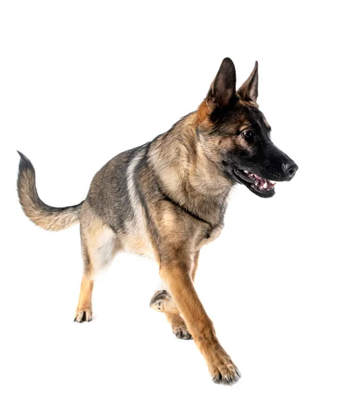 Young German Shepherd Front White Background — Stock Photo, Image