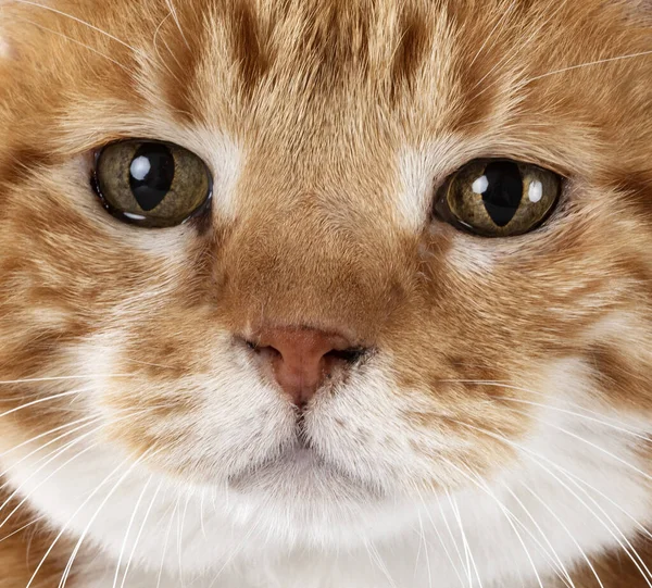 Ginger Cat Front White Background — Stock Photo, Image