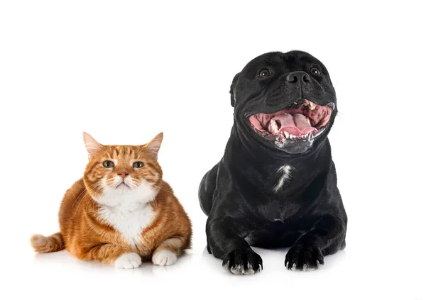 스테프 테리어와 고양이 — 스톡 사진