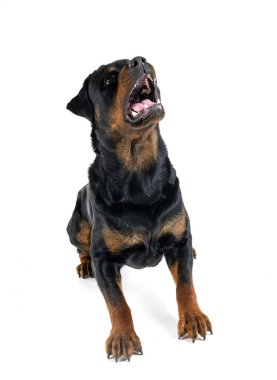 Beyaz arkaplan önünde safkan rottweiler
