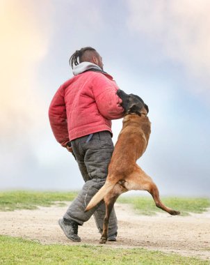 Genç Belçikalı çoban köpeği doğada güvenlik eğitimi alıyor.