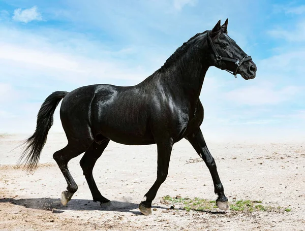 大自然中的黑色种马的肖像 — 图库照片