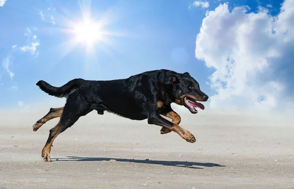 Fårhund Från Beauce Utbildning Naturen För Säkerhet — Stockfoto