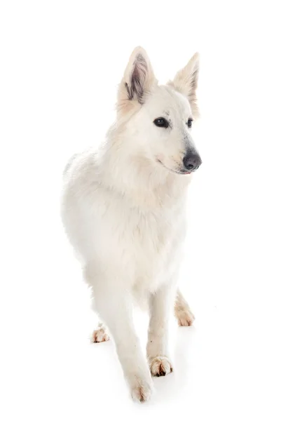 White Swiss Shepherd Dog Fața Fundalului Alb — Fotografie, imagine de stoc