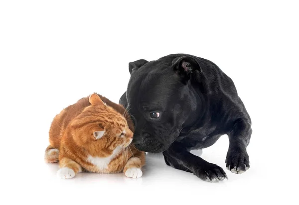 Staffordshire Bull Terrier Cat Front White Background — 스톡 사진