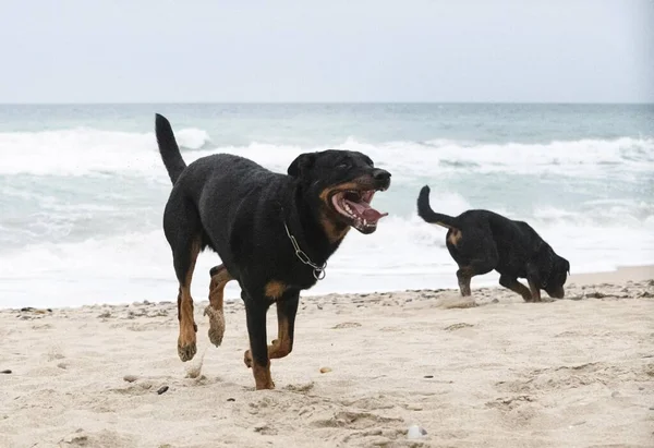 Junge Rottweilerin Und Schönheitskönigin Laufen Frühling Strand — Stockfoto