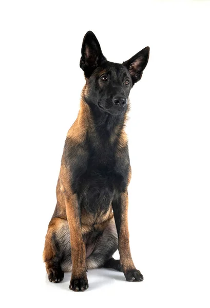 Welpe Belgischer Schäferhund Vor Weißem Hintergrund — Stockfoto