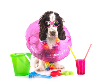 Beyaz arka plan önünde İngiliz yavru horoz İspanyol