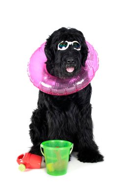 Beyaz arkaplan önünde dev Schnauzer