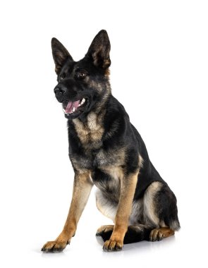 Genç Alman çoban köpeği beyaz arka planda.