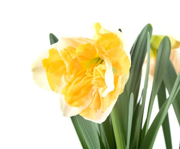 Narcis Plant Voor Witte Achtergrond — Stockfoto