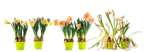 Lebenszyklus Der Narzissenpflanze Vor Weißem Hintergrund — Stockfoto