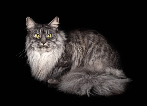Шкіряний Кіт Кун Перед Чорним Фоном — стокове фото