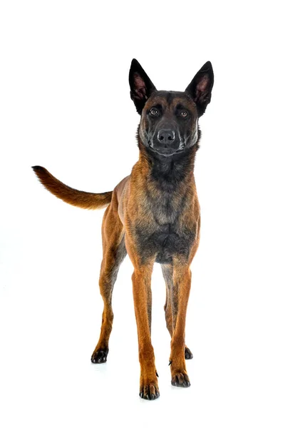 Erwachsener Belgischer Schäferhund Vor Weißem Hintergrund — Stockfoto