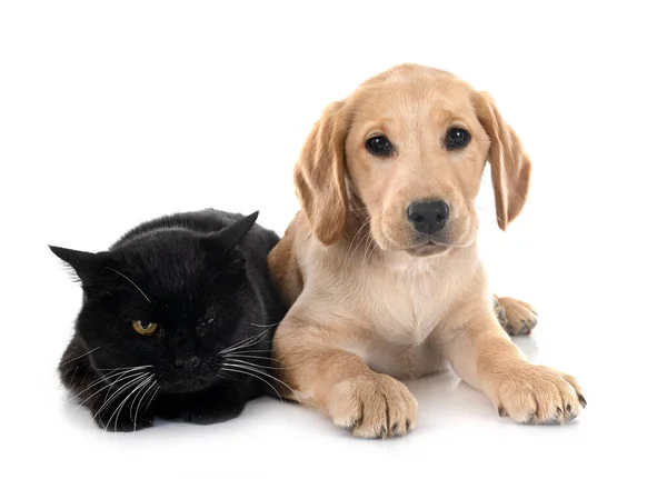 강아지 래브라도 리트리버와 고양이 — 스톡 사진