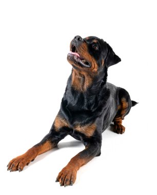 Beyaz arkaplan önünde safkan rottweiler