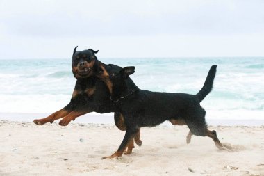 Genç Rottweiler ve Beauceron baharda plajda koşuyorlar.