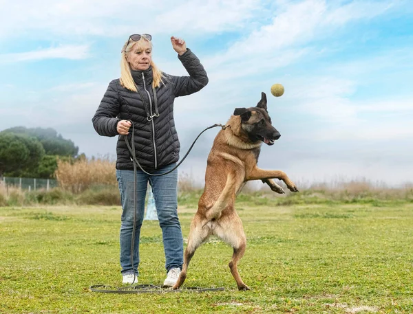 Ung Belgisk Herde Leker Med Kvinnan Naturen — Stockfoto
