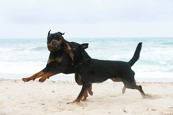 Młody Rottweiler Beauceron Działa Plaży Wiosną — Zdjęcie stockowe