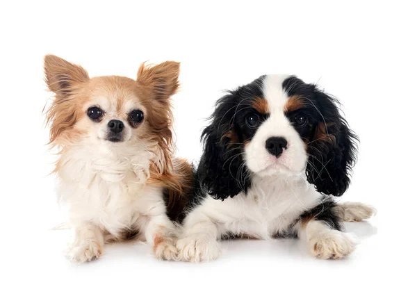 Welpen Kavalierkönig Charles Und Chihuahua Vor Weißem Hintergrund — Stockfoto
