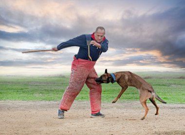 Genç Belçikalı çoban köpeği doğada güvenlik eğitimi alıyor.