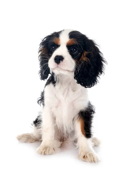 Puppy Cavalier King Charles Front White Background — Stock Photo, Image