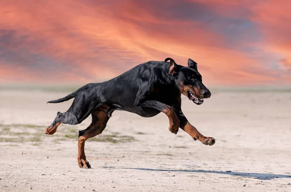 Young Dobermann Pinscher Training Protection Nature — Stock Photo, Image