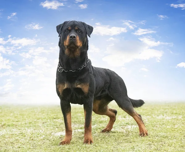 Young Rottweiler Stayingin Nature Summer — Foto Stock