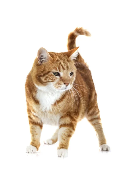 白い背景の前に生姜猫 — ストック写真