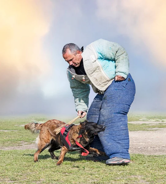 Junger Belgischer Schäferhund Der Der Natur Für Sicherheit Trainiert — Stockfoto