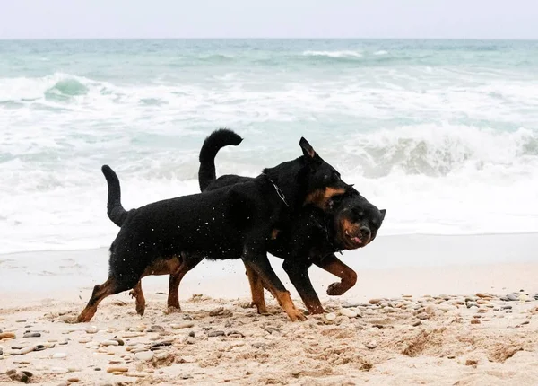 Giovane Rottweiler Beauceron Esecuzione Sulla Spiaggia Primavera — Foto Stock