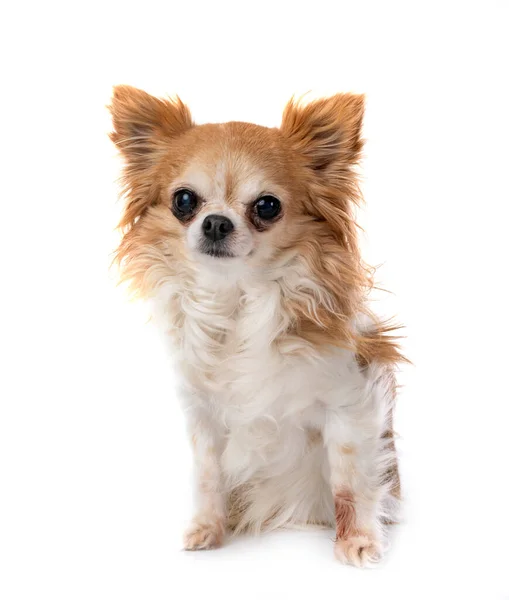 Liten Chihuahua Foran Hvit Bakgrunn – stockfoto