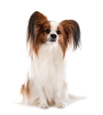 Beyaz arkaplan önünde papillon köpek