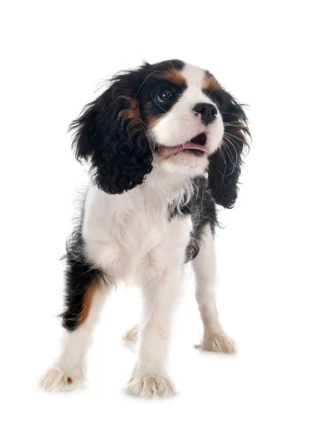 Puppy Cavalier King Charles Front White Background — Stock Photo, Image