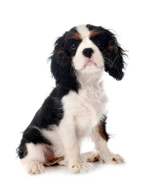 Puppy Cavalier Koning Charles Voorkant Van Witte Achtergrond — Stockfoto