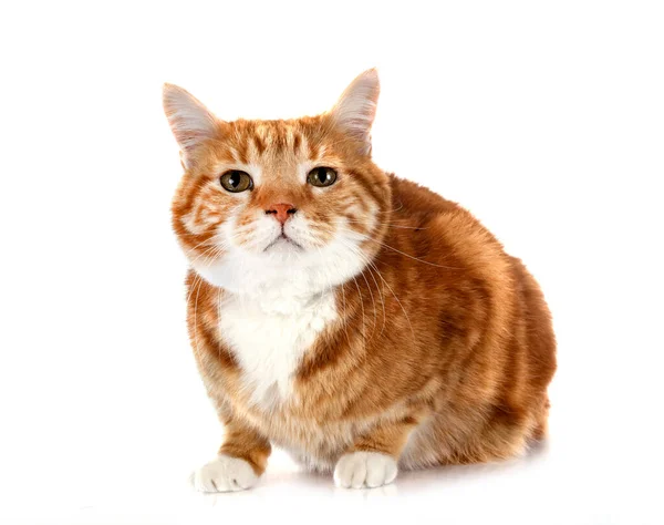 白い背景の前に生姜猫 — ストック写真