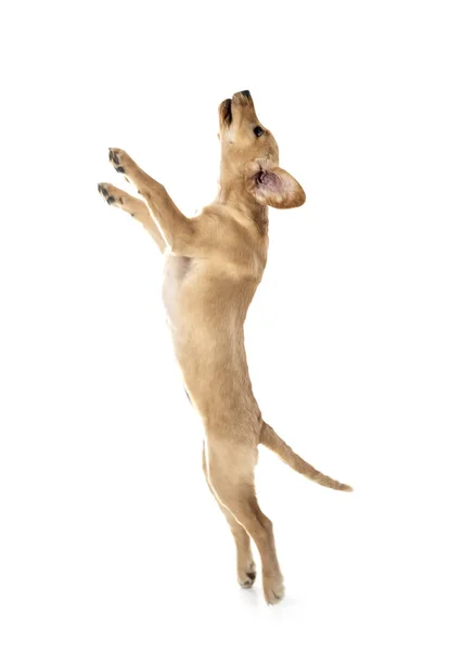 Welpe Labrador Retriever Vor Weißem Hintergrund — Stockfoto