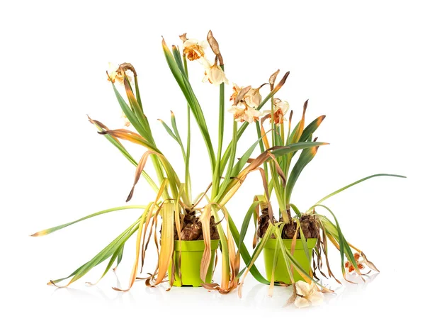 Vervagen Oude Narcissen Planten Voorkant Van Witte Achtergrond — Stockfoto