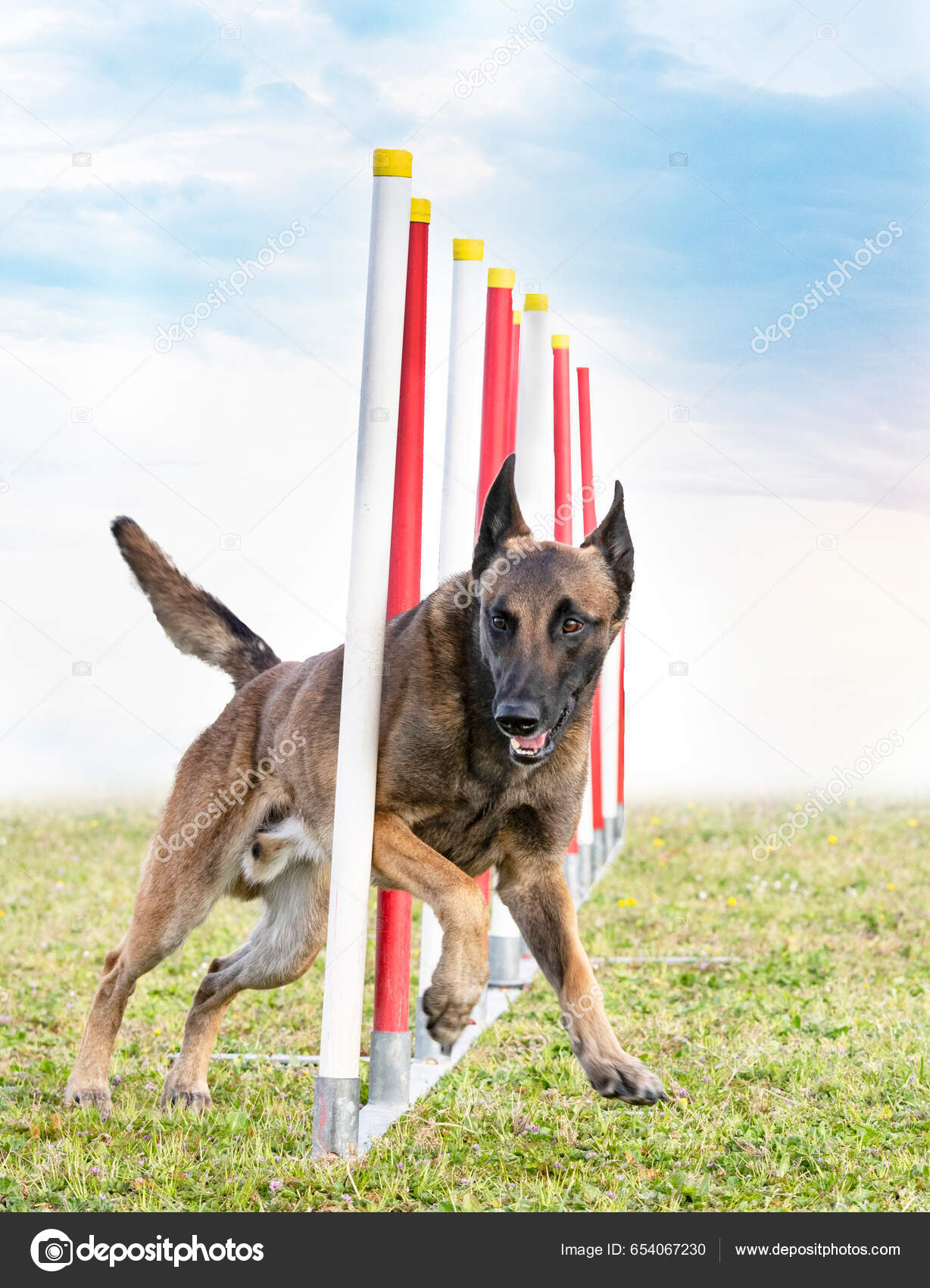 German Shepherd Heelwork Dog Training Obstacle Course German