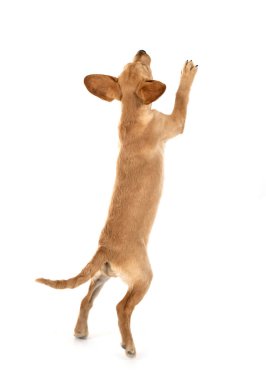 Beyaz arka planda köpek yavrusu Labrador Retriever