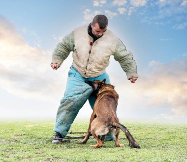 Genç Belçikalı çoban köpeği doğada güvenlik eğitimi alıyor.