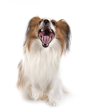 Beyaz arkaplan önünde papillon köpek