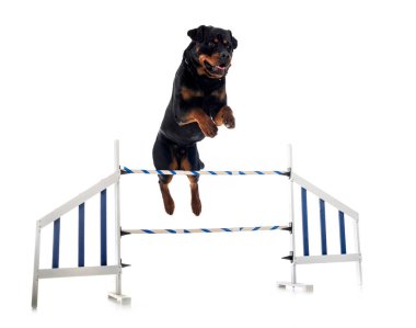 Beyaz arkaplan önünde safkan rottweiler