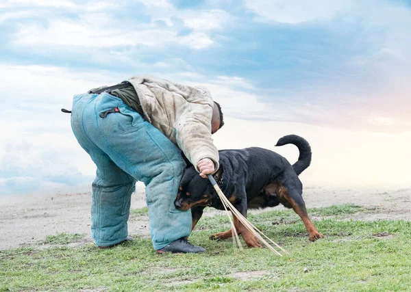 Young Rottweiler Training Protection Sport Police — Stock Photo, Image