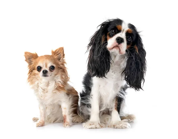 Cavalier King Charles Chihuahua Front White Background — Stock Photo, Image