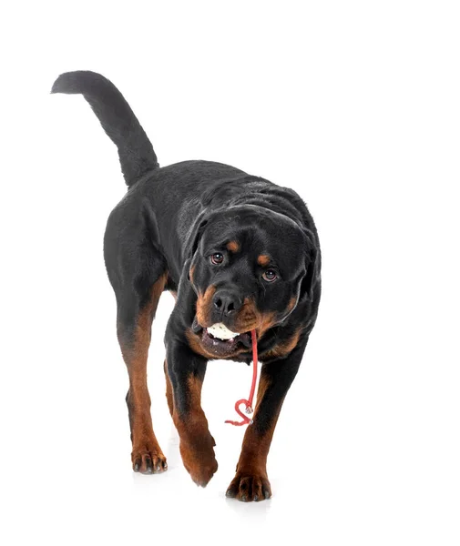 Rottweiler Játszik Előtt Fehér Háttér — Stock Fotó
