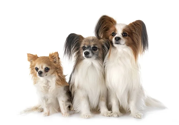 Papillon Hundar Och Chihuahua Framför Vit Bakgrund — Stockfoto